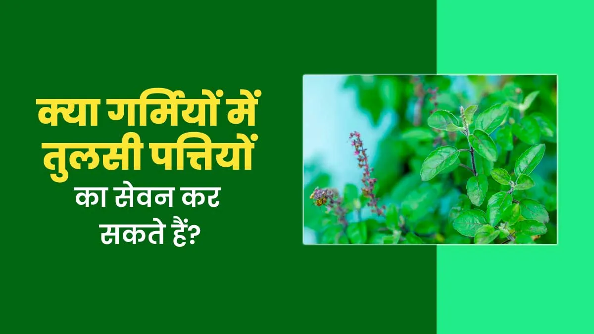 क्या गर्मियों में तुलसी का सेवन करना सही है? आयुर्वेदाचार्य से जानें