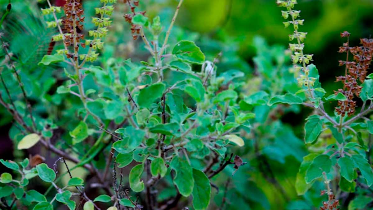 Is It Safe to consume tulsi In Summer