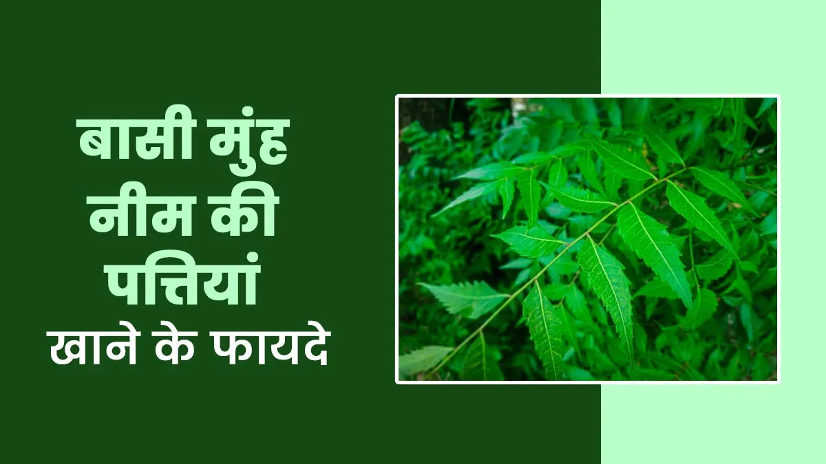 बासी मुंह नीम की पत्तियां चबाना है बेहद लाभकारी, आयुर्वेदाचार्य से जानें फायदे