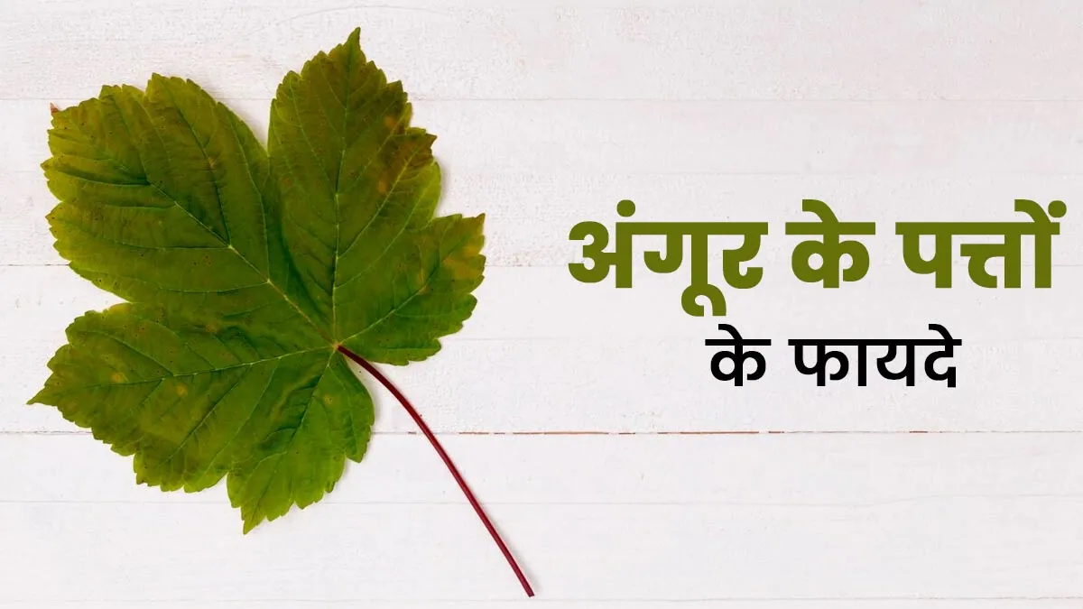 अंगूर के पत्ते खाने से सेहत को मिलते हैं ये 6 फायदे, जानें डाइट में कैसे करें शामिल
