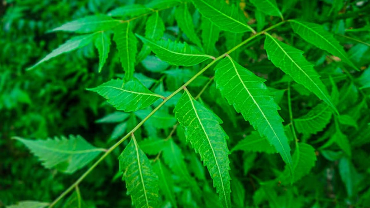 benefits of eating laiya chana in breakfast