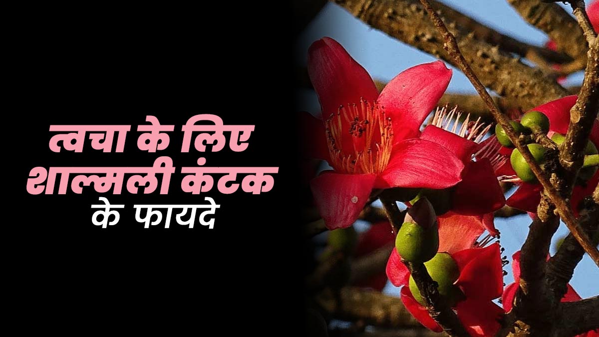 त्वचा के लिए शाल्मली कंटक के फायदे, जानें आयुर्वेदिक एक्सपर्ट से