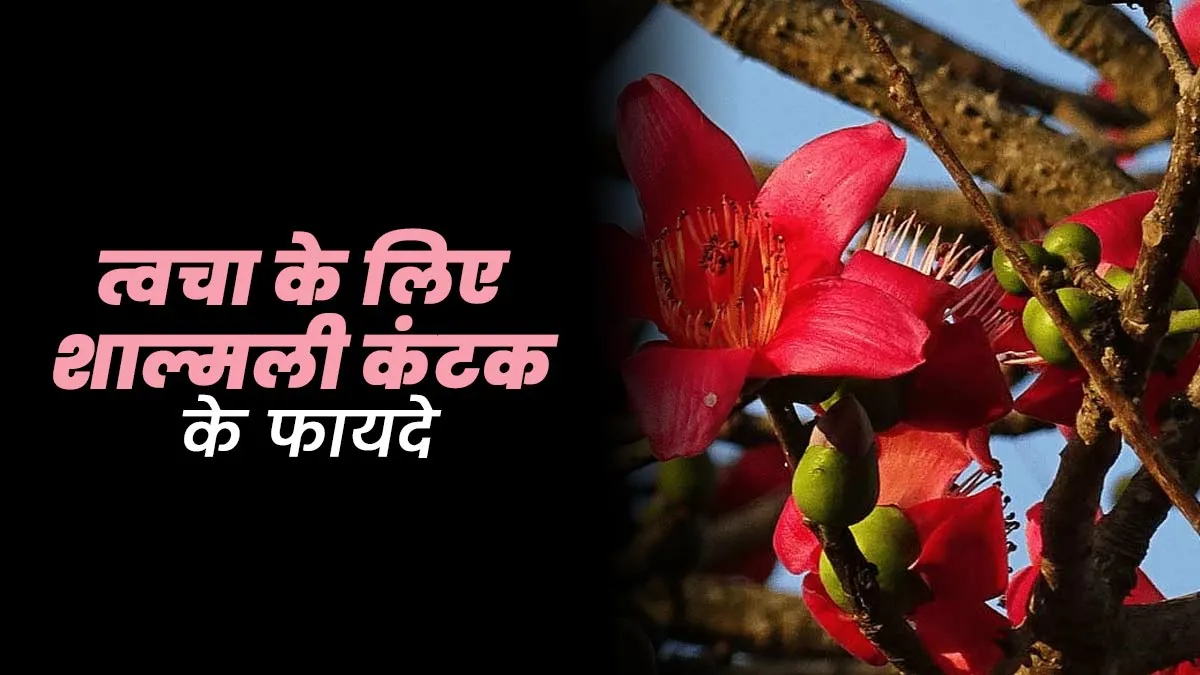त्वचा के लिए शाल्मली कंटक के फायदे, जानें आयुर्वेदिक एक्सपर्ट से