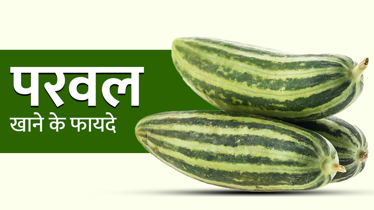 आयुर्वेद के अनुसार परवल खाने के क्या फायदे हैं? जानें डॉक्टर से
