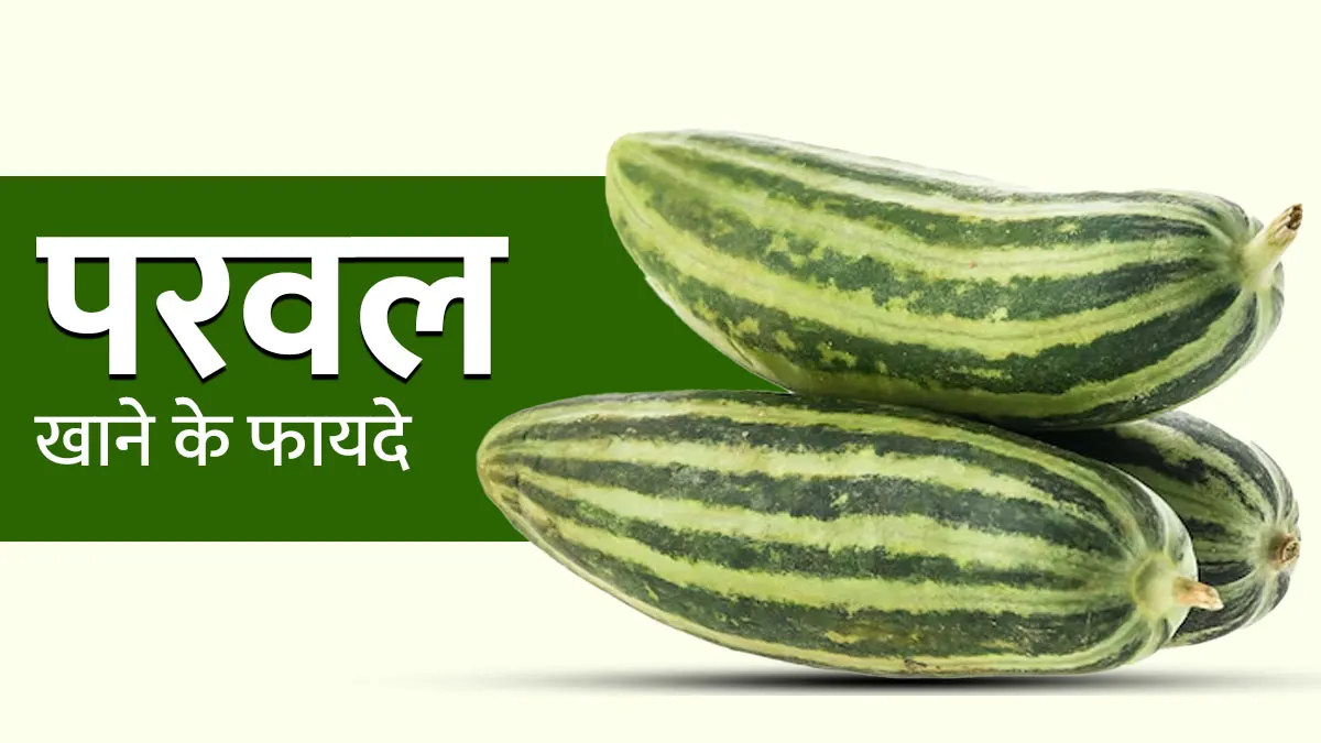 आयुर्वेद के अनुसार परवल खाने के क्या फायदे हैं? जानें डॉक्टर से