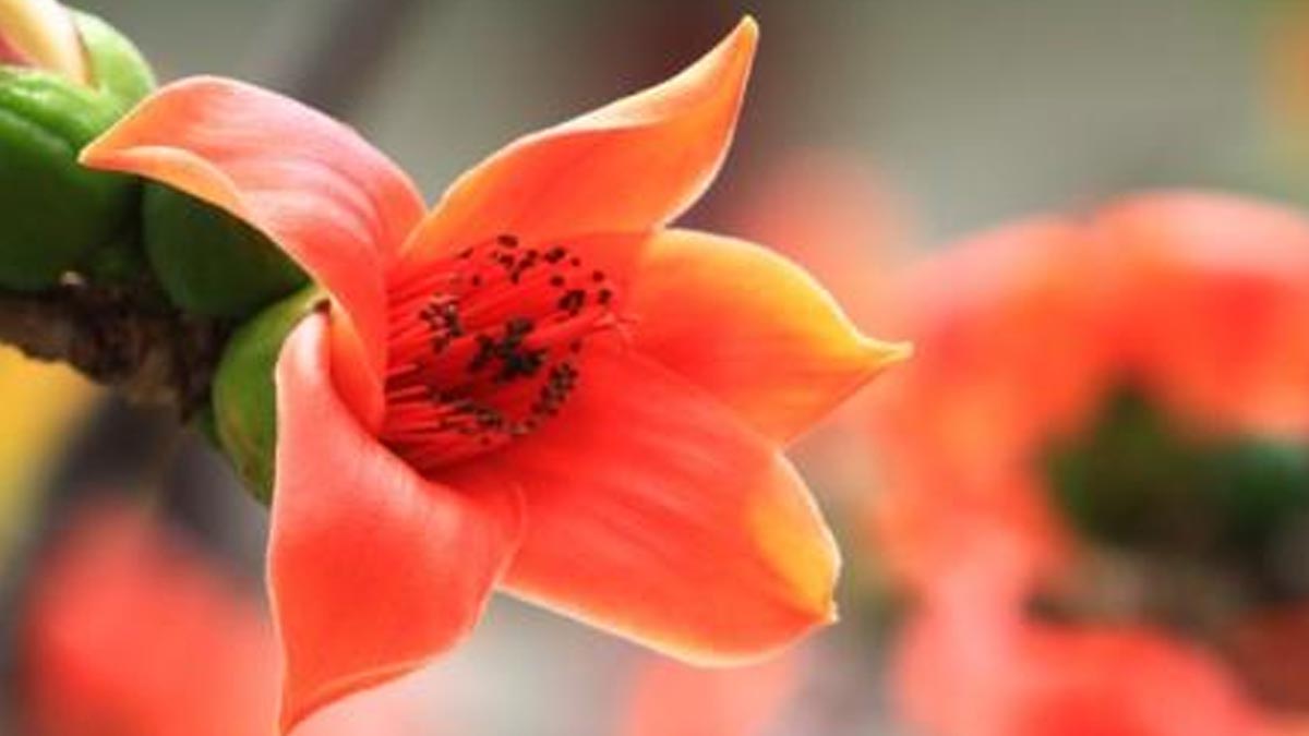 benefits of shalmali kantak for skin in hindi 01 (3)