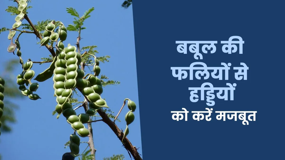 बबूल की फलियों से हड्डियों को करें मजबूत, जानिए फायदे और तरीका