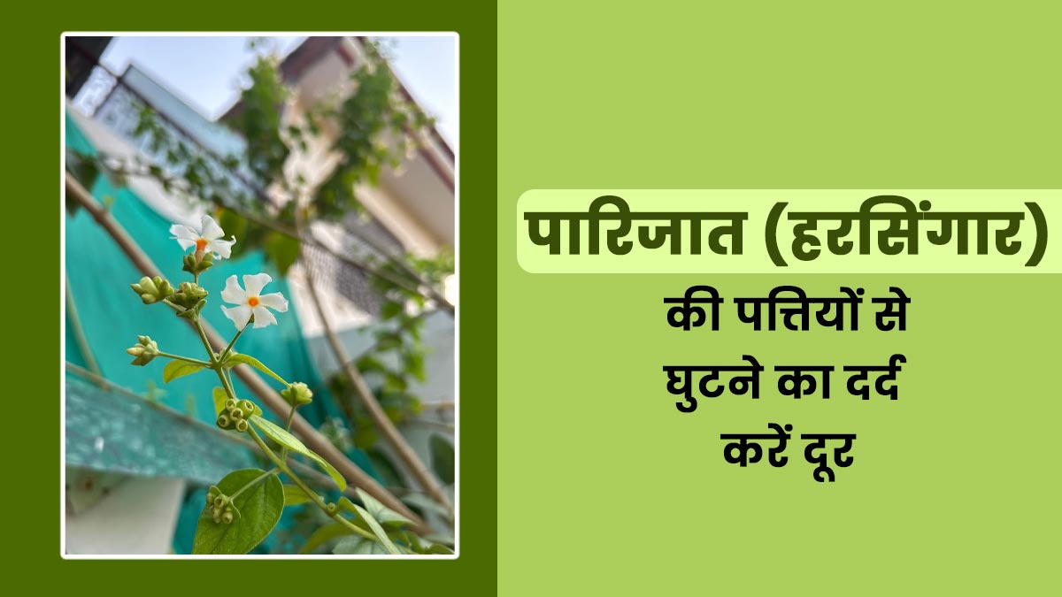 घुटने के दर्द में राहत दिलाती हैं पारिजात (हरसिंगार) की पत्तियां, जानिए सही उपयोग और फायदे