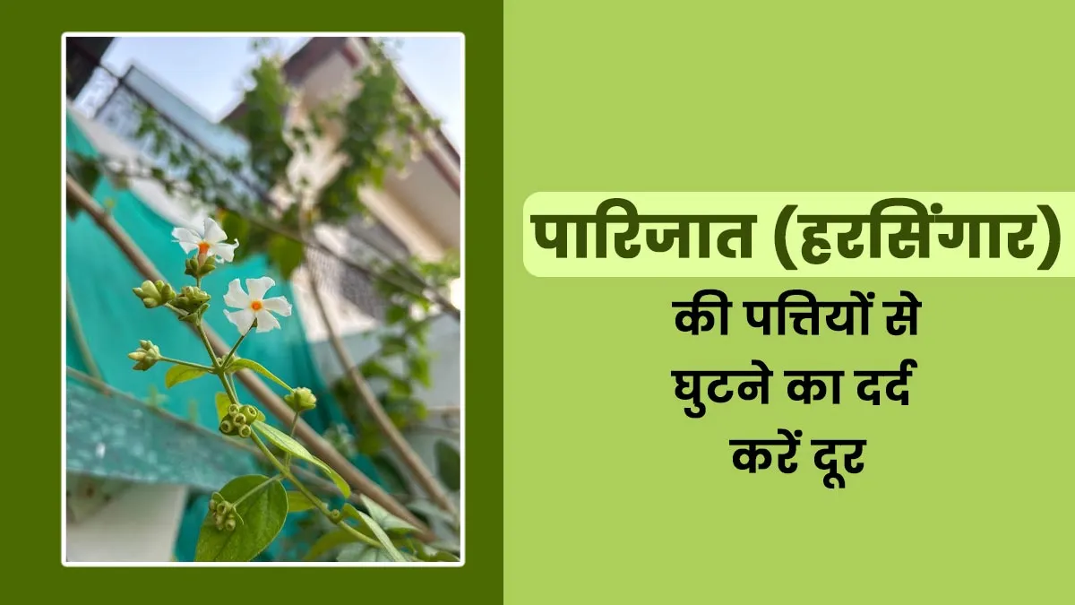 घुटने के दर्द में राहत दिलाती हैं पारिजात (हरसिंगार) की पत्तियां, जानिए सही उपयोग और फायदे
