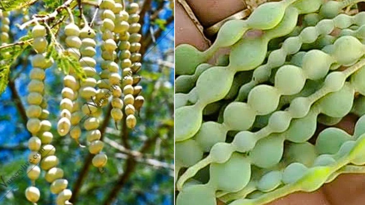 How To Use Babool Ki Fali