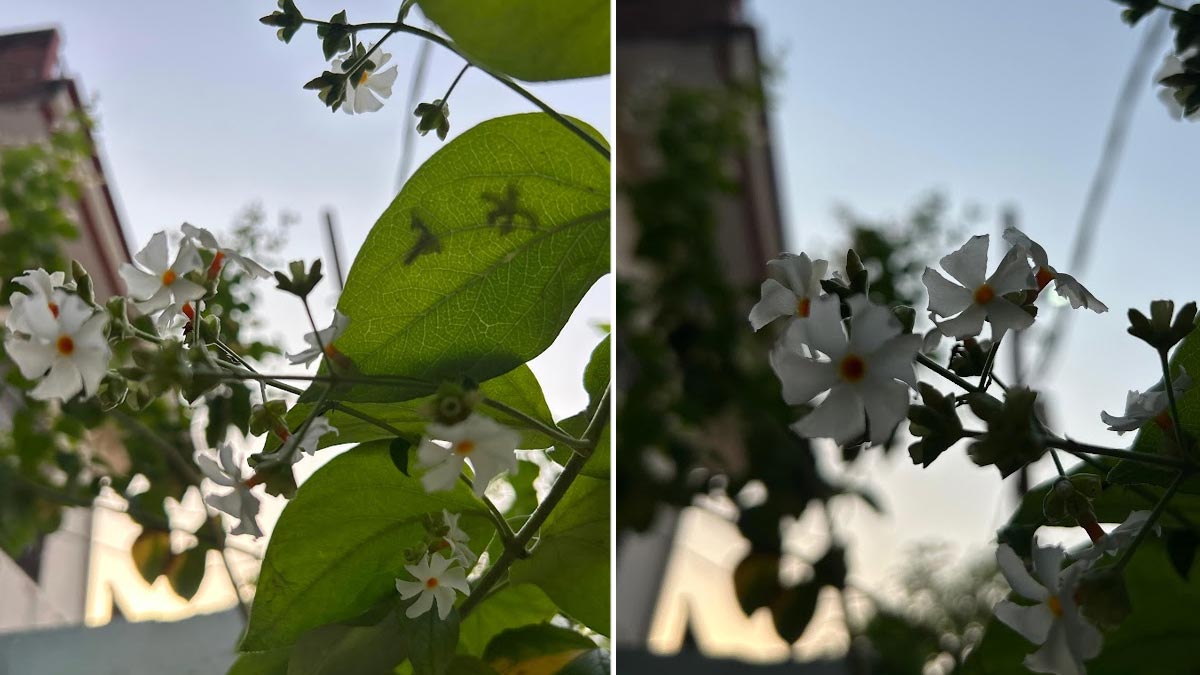 What is the best herbal remedy for knee pain