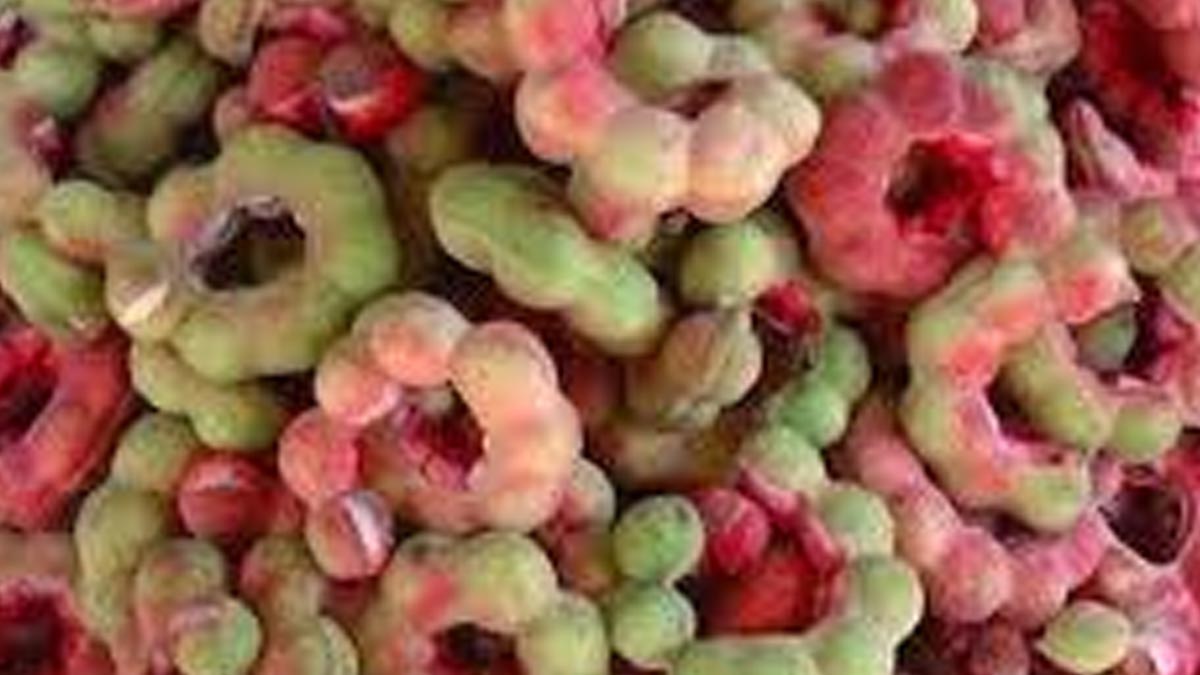 jungle-jalebi-inside