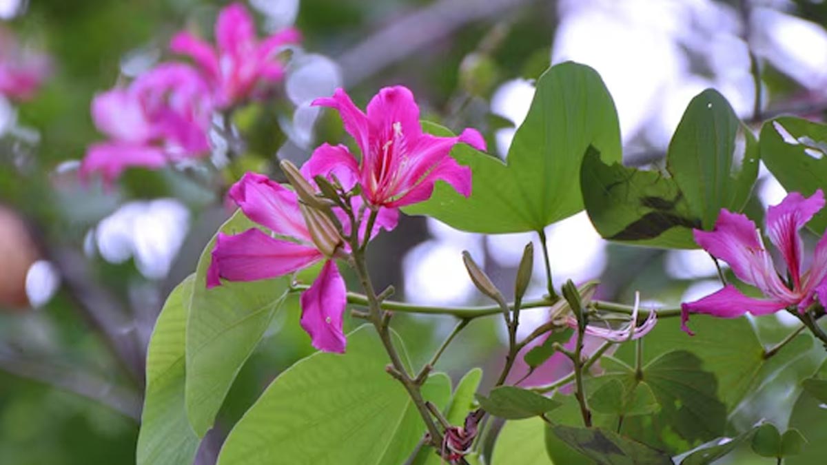 Kachnar Uses For PCOD and PCOS