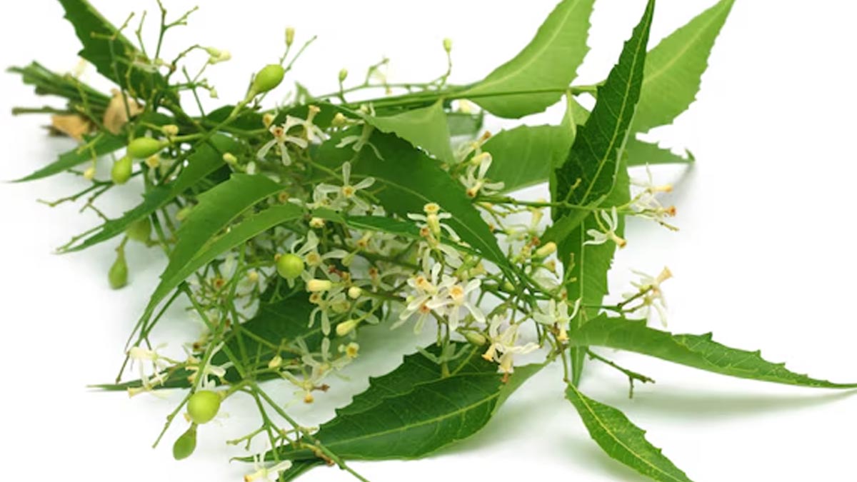 neem_flower