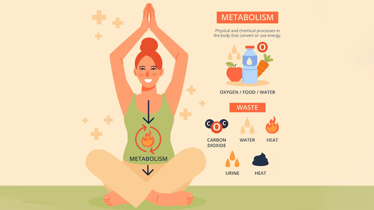 weight-managment-and-metabolism