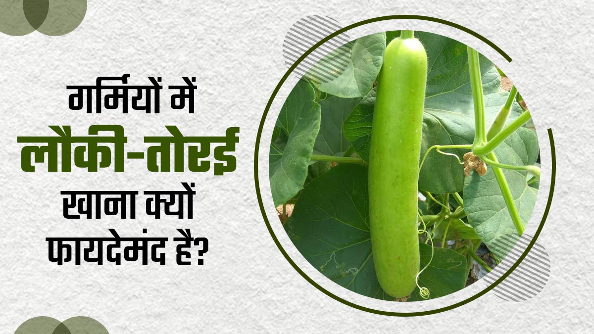 गर्म‍ियों में लौकी-तोरई खाने से दूर होंगी ये 5 स्‍वास्‍थ्‍य समस्‍याएं, जानें कैसे करें सेवन