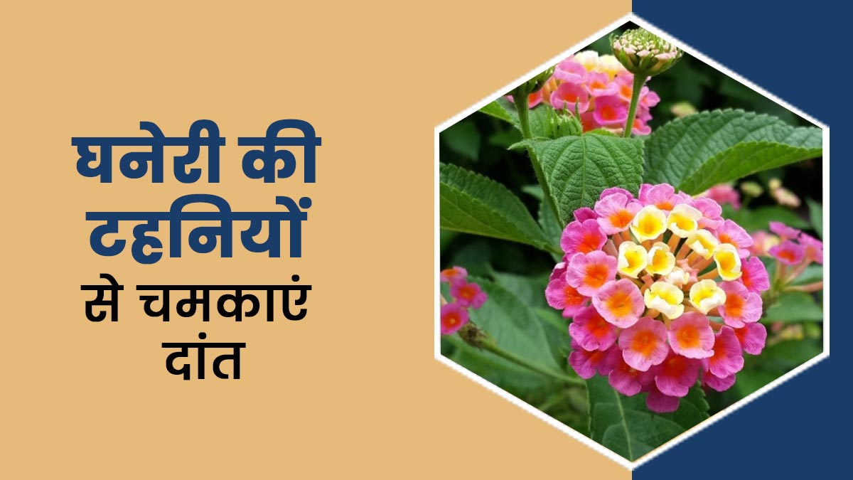 दांतों की चमक और ओरल हेल्थ के लिए फायदेमंद हैं घनेरी की टहनियां, जानिए कैसे करें इस्तेमाल