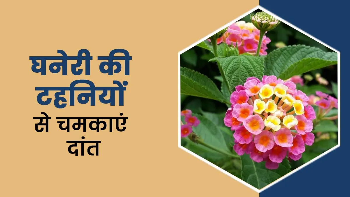 दांतों की चमक और ओरल हेल्थ के लिए फायदेमंद हैं घनेरी की टहनियां, जानिए कैसे करें इस्तेमाल