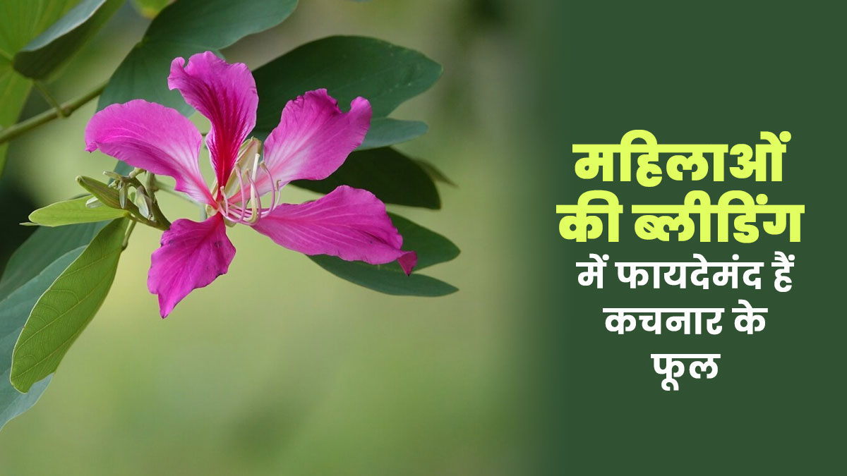 महिलाओं की ब्लीडिंग समस्या में असरदार है कचनार के फूल का चूर्ण और शहद, जानें फायदे और तरीका