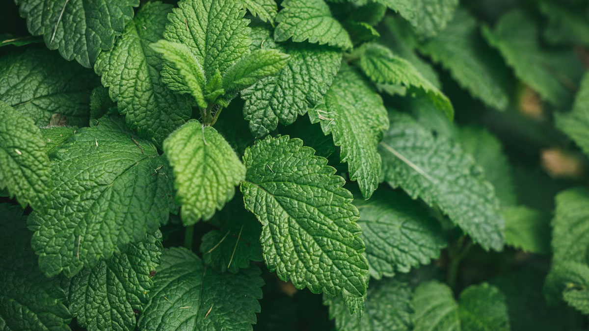 Benefits of lemon balm leaves in