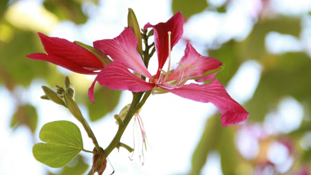 How to stop blood in urine