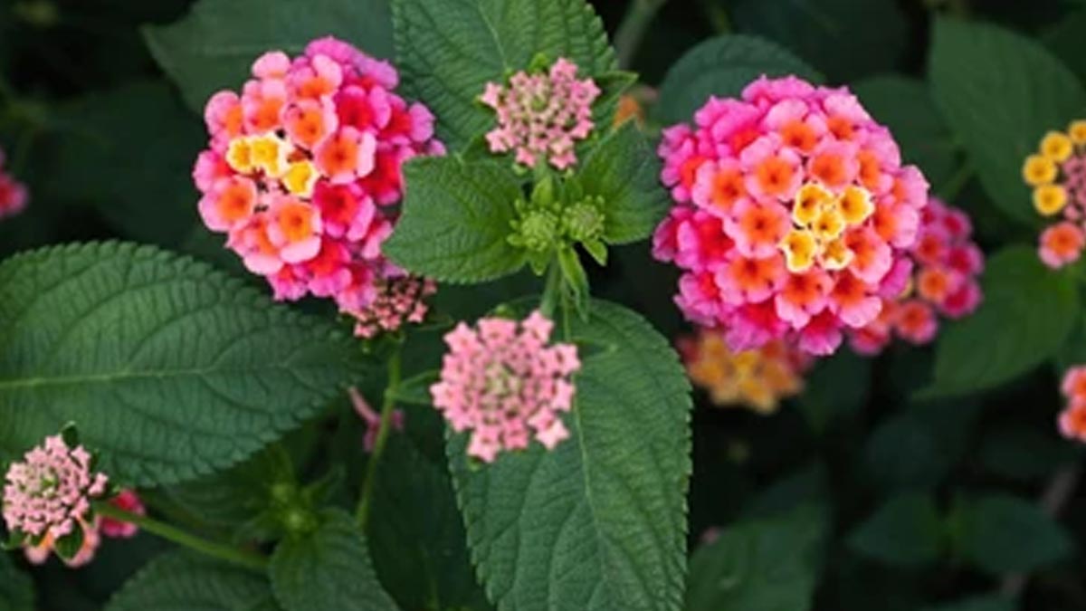 natural remedy for teeth whitening