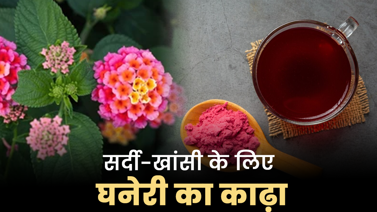 सर्दी और खांसी की समस्या में लाभकारी है घनेरी का काढ़ा, जानें इसे पीने के फायदे
