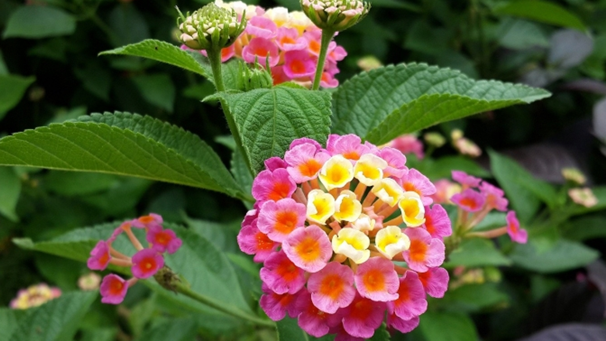 Which Kada is good for cough