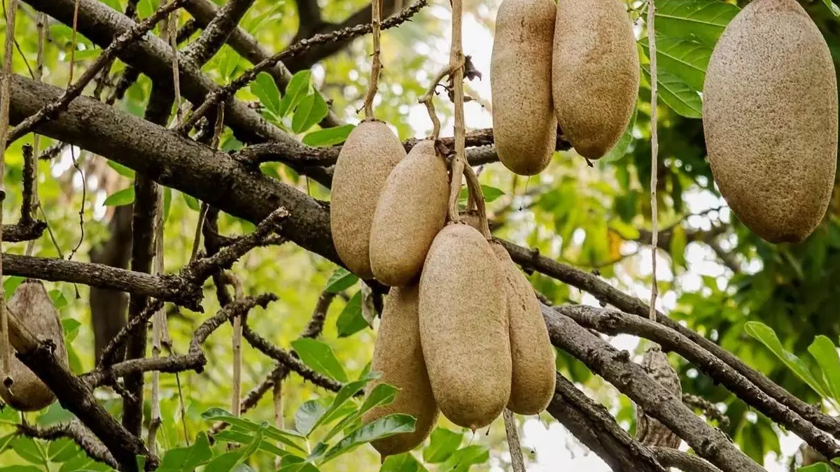 गैस और दस्त से लेकर स्किन प्रॉब्लम तक से छुटकारा दिलाता है बालम खीरा, जानें इसके फायदे