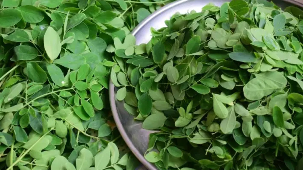 पुरुषों के लिए सहजन के पत्तों के फायदे - Benefits of Moringa Leaves for Men morning-leaves-main