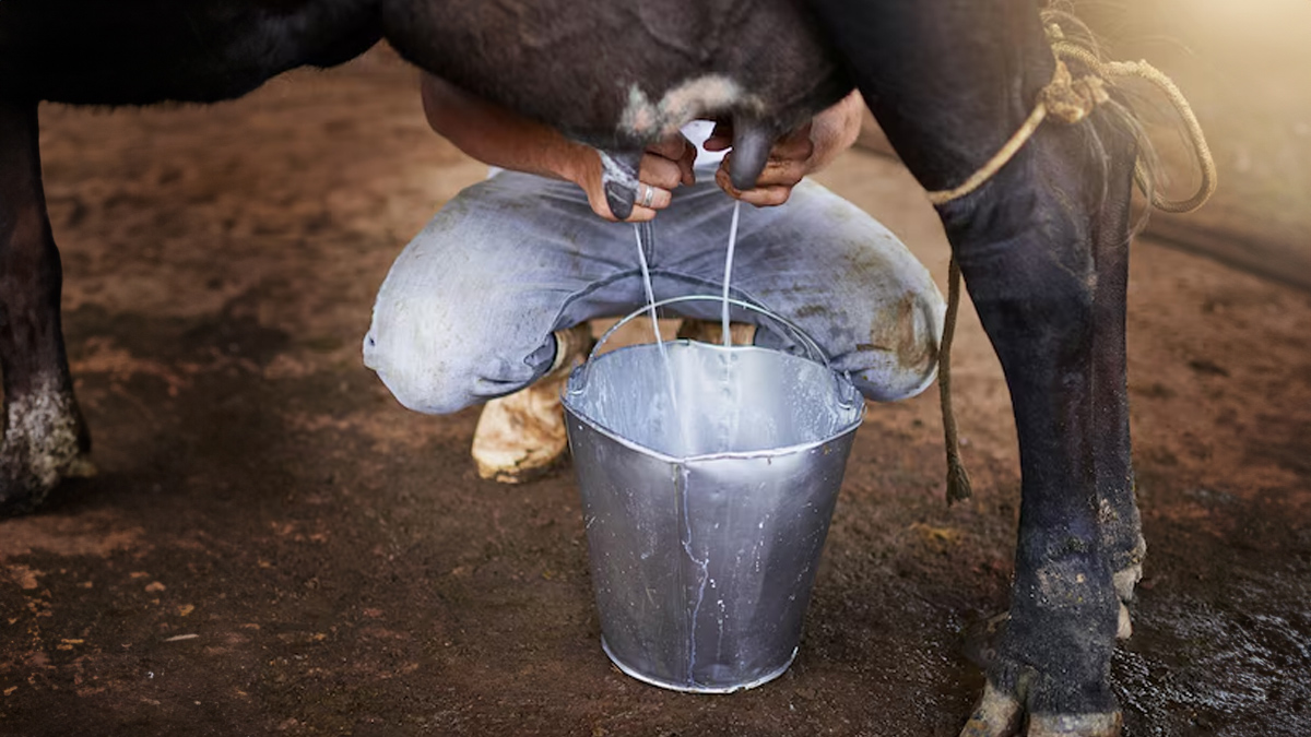 What are the side effects of buffalo milk