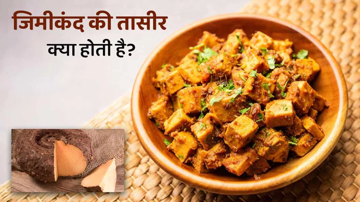 जिमीकंद की तासीर कैसी होती और किन लोगों को इसके सेवन से बचना चाहिए?  आयुर्वेदाचार्य से जानें