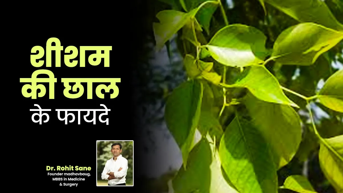 शीशम की छाल के फायदे हैं अनेक, इन 10 समस्याओं से दिलाती है राहत