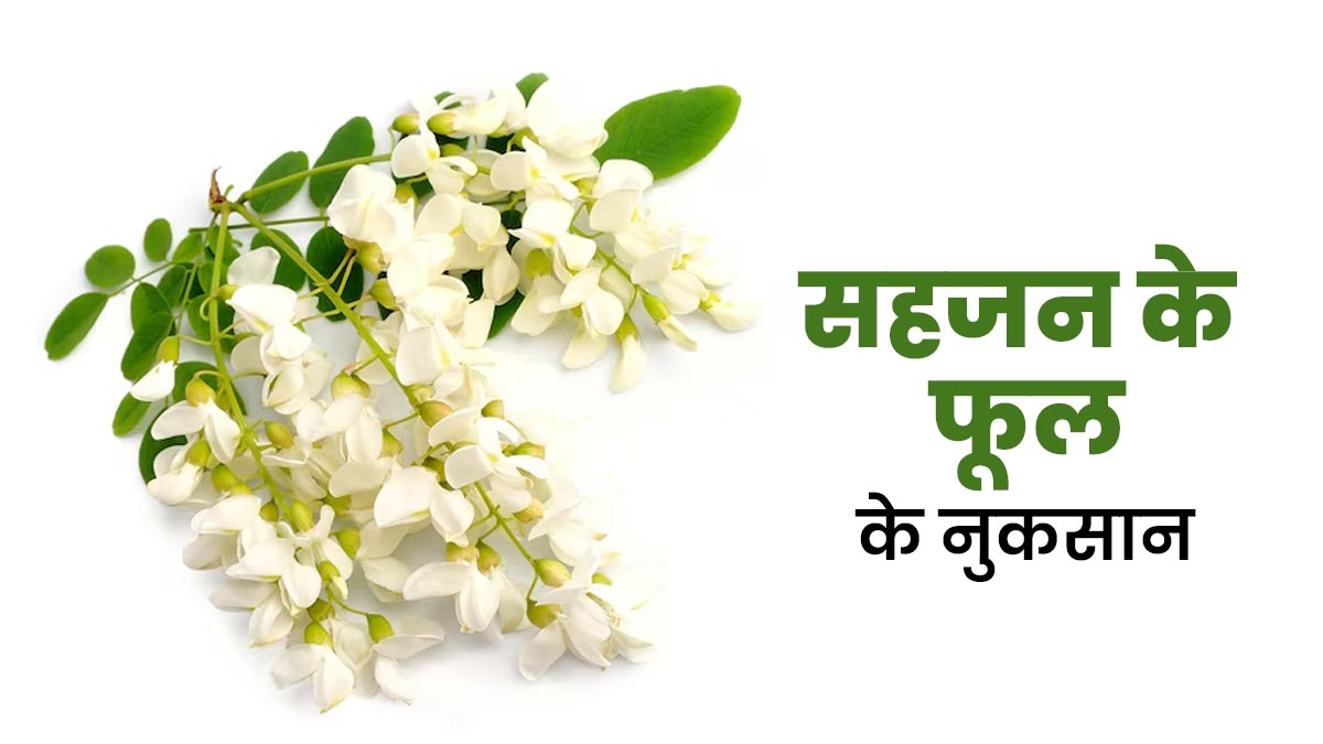 मोरिंगा के फूल के साइड इफेक्ट्स क्या हैं? डॉक्टर से जानें