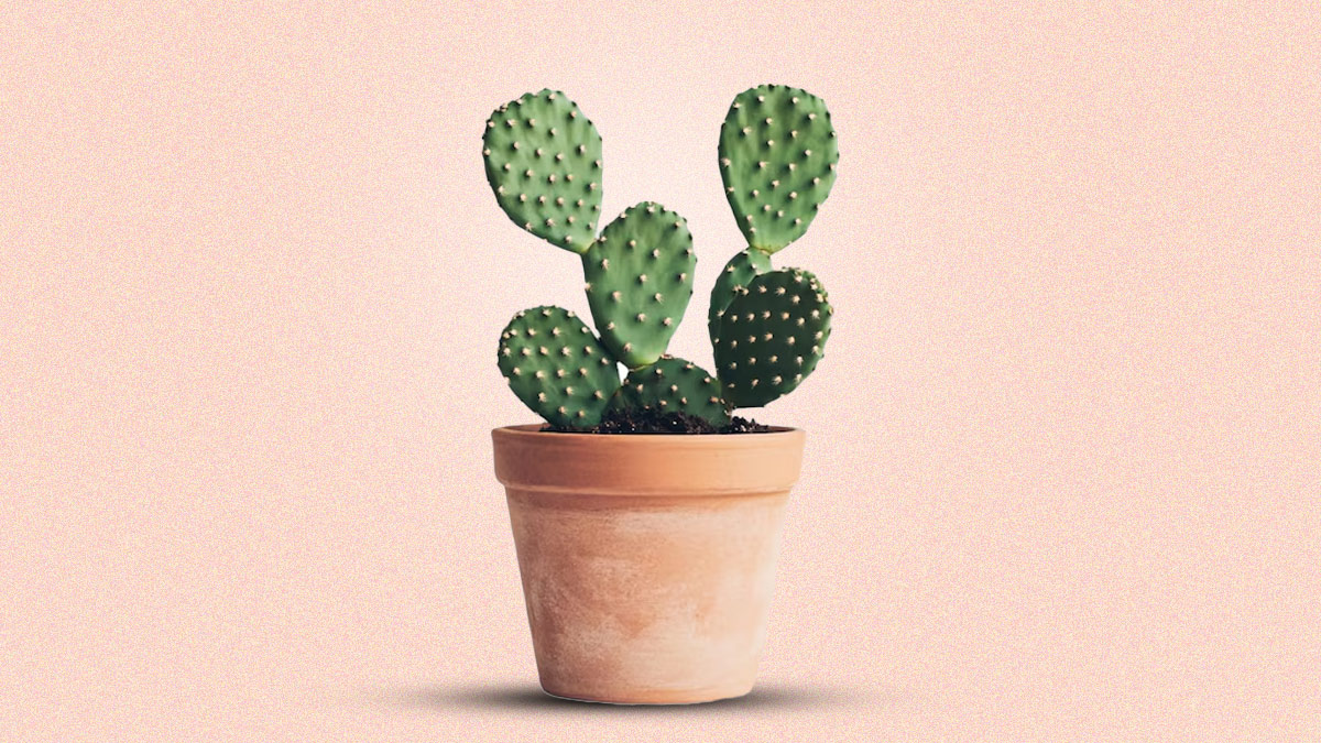 cactus gel benefits