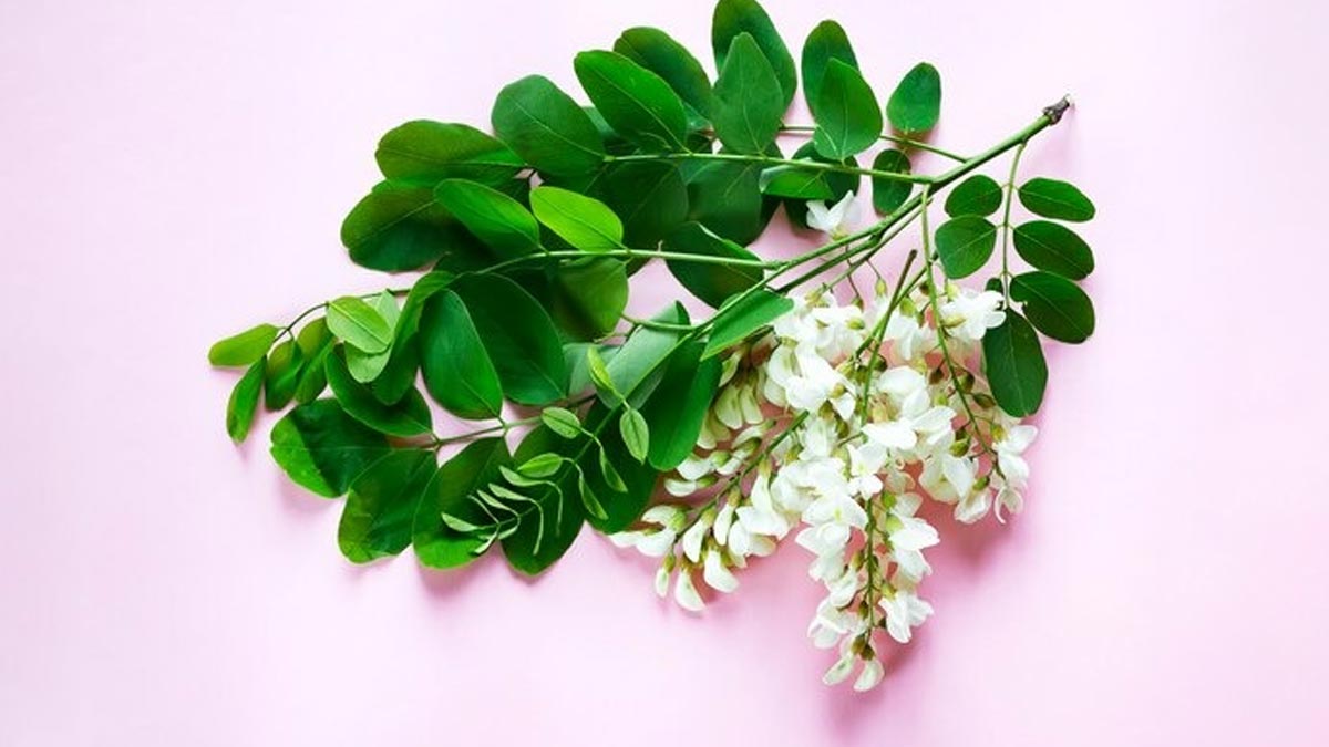 side-effects-of-moringa-Flower