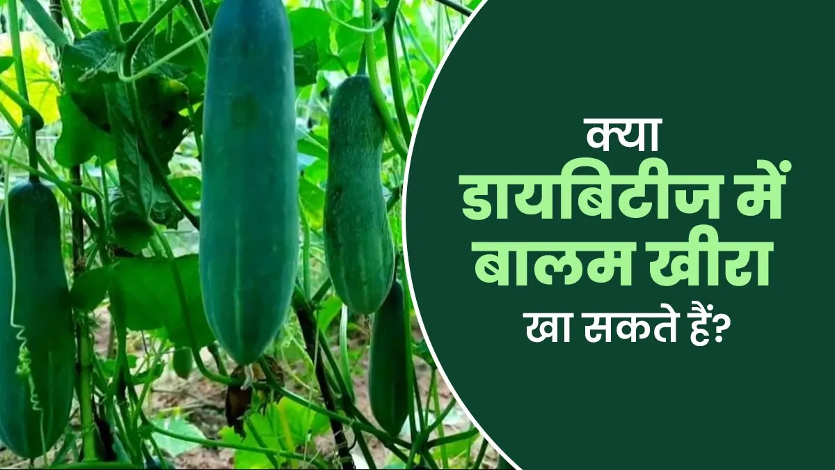 क्या डायबिटीज में बालम खीरा खा सकते हैं? एक्सपर्ट से जानें जवाब