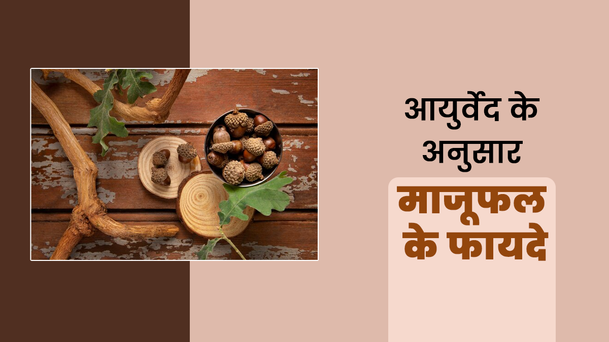 आयुर्वेद के अनुसार माजूफल के क्या फायदे है? जानें डॉक्टर से