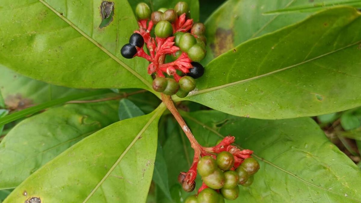 Sarpagandha Benefits In Cough