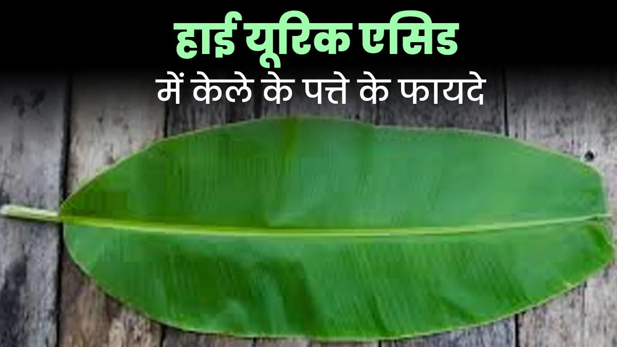 हाई यूरिक एसिड को कम करेगा केले का पत्ता, डाइटिशियन ने बताया इस्तेमाल का सही तरीका