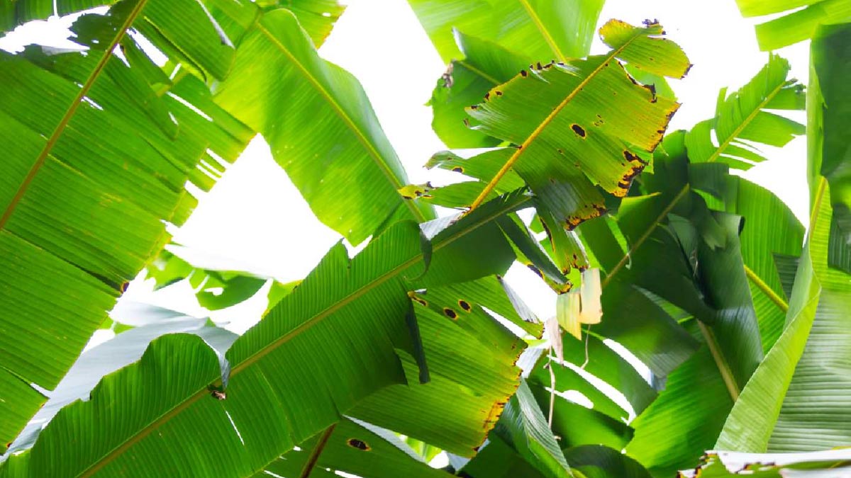 हाई यूरिक एसिड को कम करेगा केले का पत्ता, डाइटिशियन ने बताया इस्तेमाल का सही तरीका | Benefits of Banana Leaf in High Uric Acid expert tells in Hindi banana-leaf-in-uric-acid-main