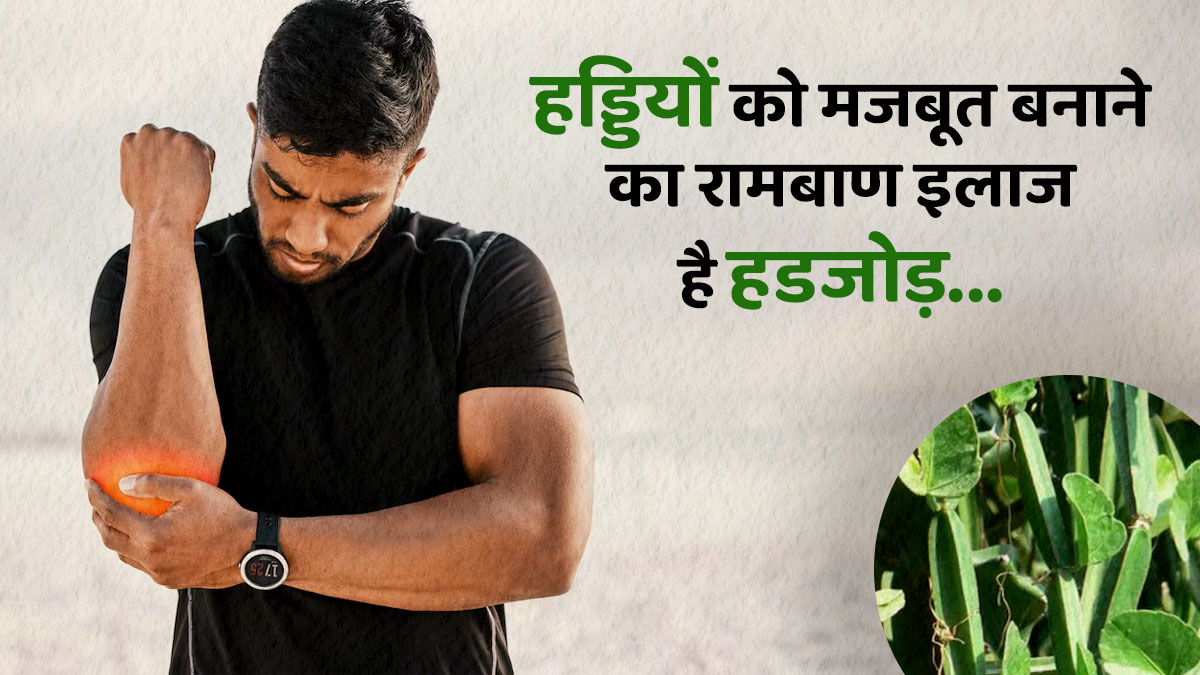 हड्डी जोड़ने का प्राकृतिक उपाय है हडजोड़, जानें इसके फायदे और सेवन का तरीका