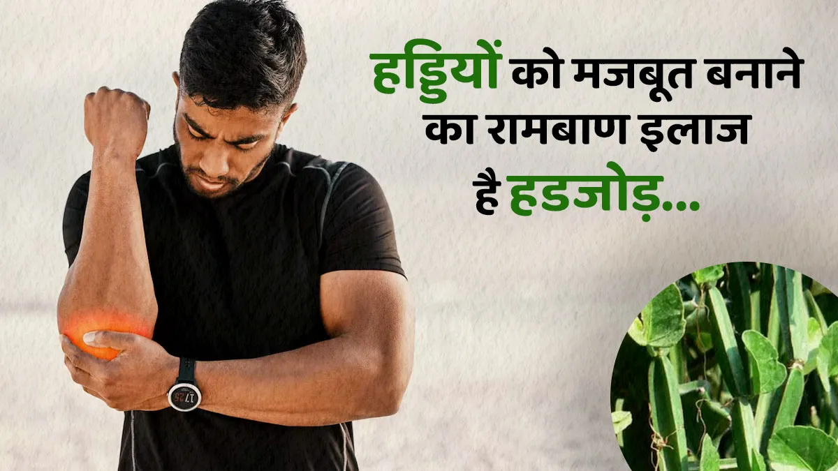 हड्डी जोड़ने का प्राकृतिक उपाय है हडजोड़, जानें इसके फायदे और सेवन का तरीका