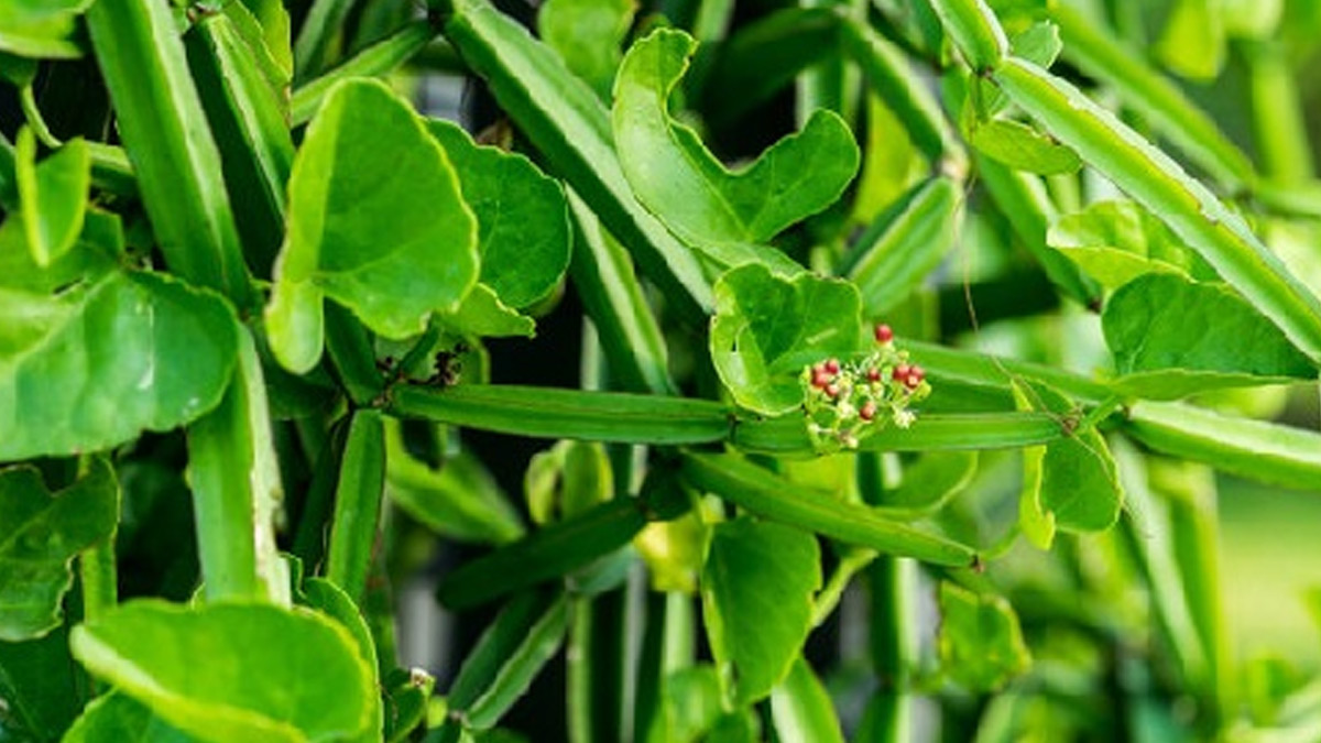 Benefits of hadjod for bone health in