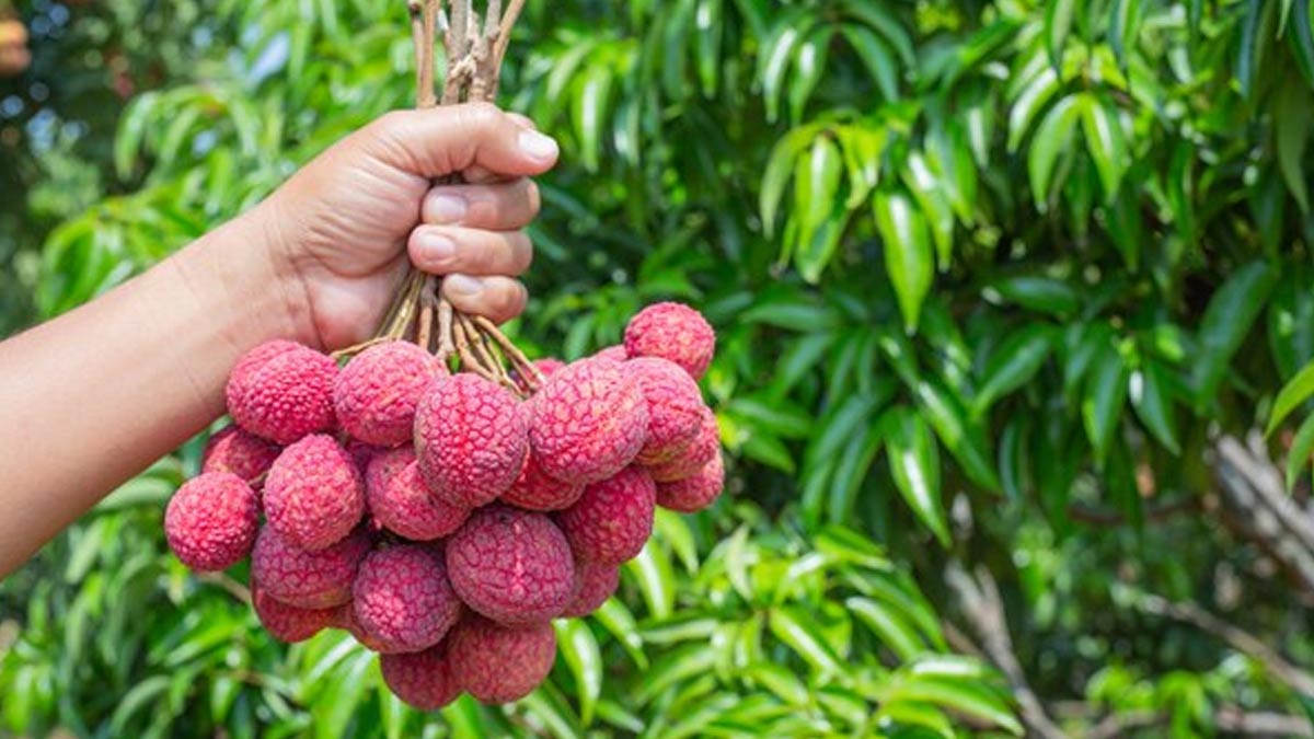 Does Lychee Cause Acidity