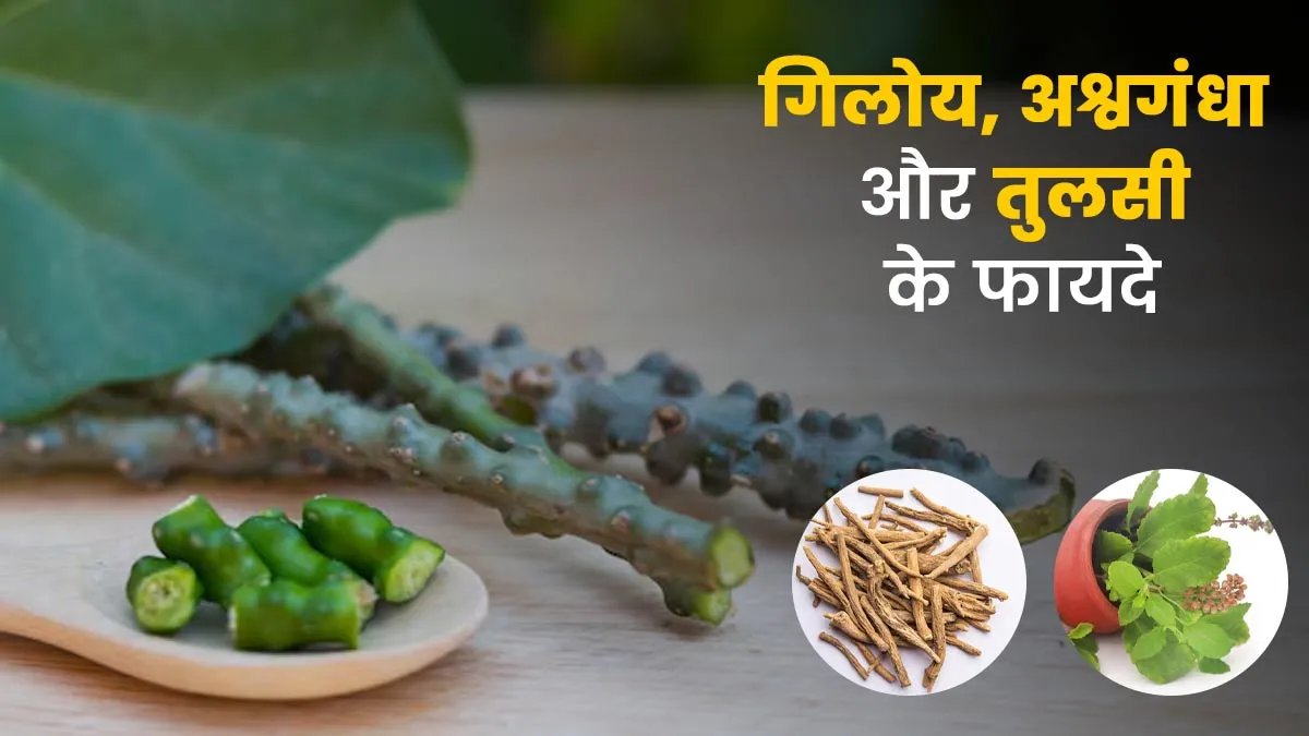 गिलोय, अश्वगंधा और तुलसी के फायदे, आयुर्वेदाचार्य से जानें