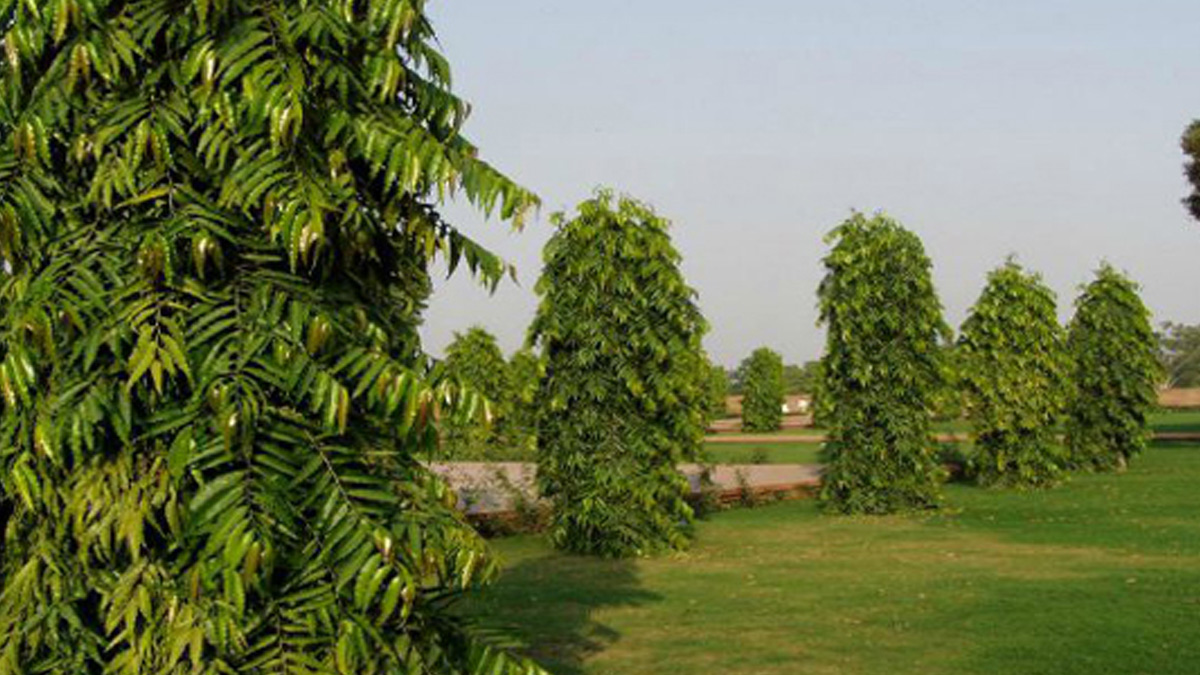 ashoka-benefits-side-effects-and-way-to-consume