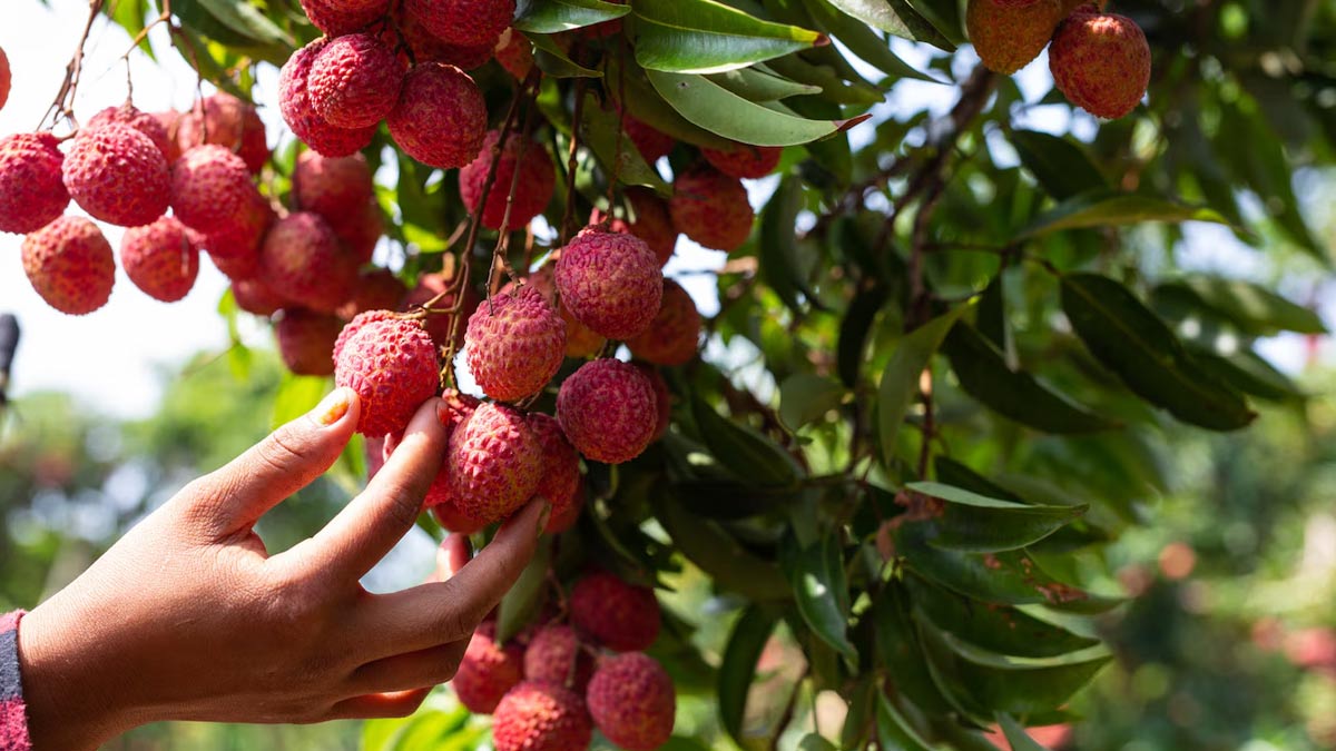 When-should-avoid-eating-litchi-Inside