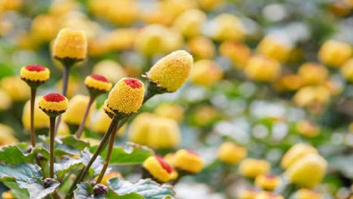 akarkara benefits for hair in