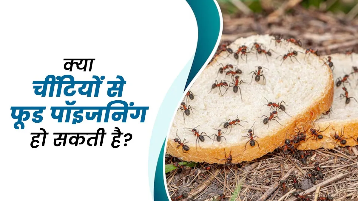 क्या खाने में चींटी गिरने से फूड पॉइजनिंग हो सकती है? जानें एक्सपर्ट की राय